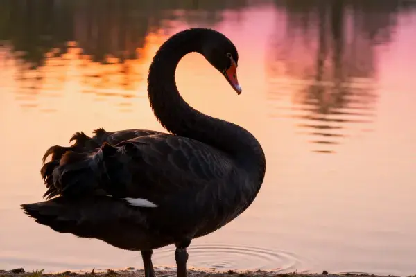 黑天鹅夕阳下湖边姿态