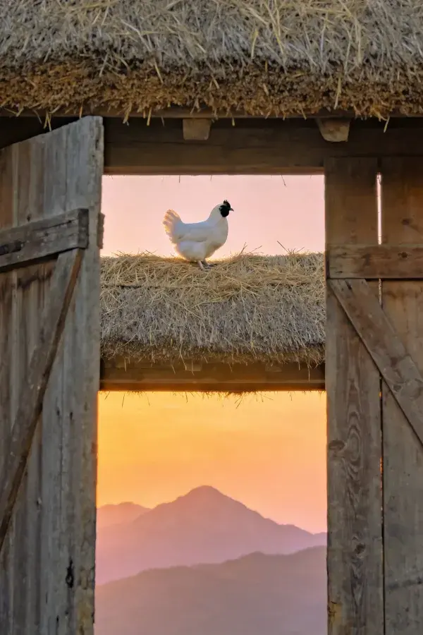 乡村木屋檐下白羽家鸡与夕阳景致