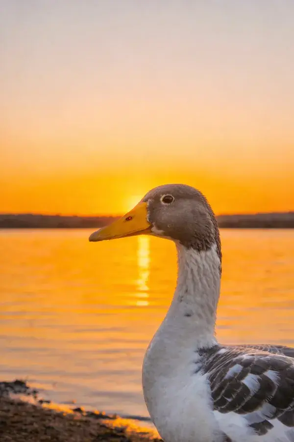 阳光下褐家鸭与水面夕阳场景