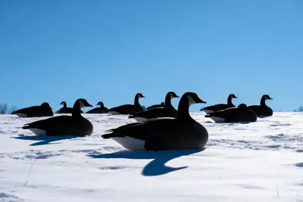 加拿大雁雪地栖息场景
