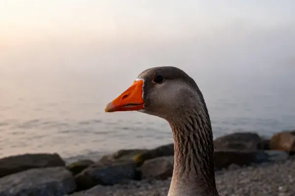 海边岩石旁的家鹅特写