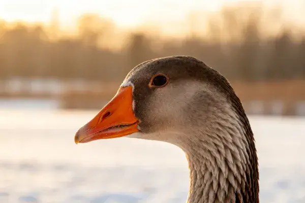 灰雁头部特写于雪地风光