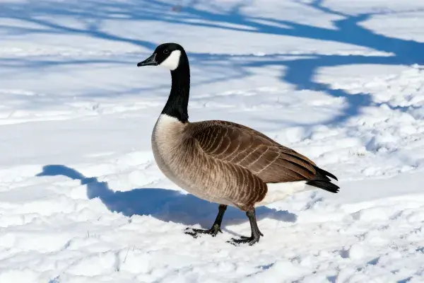 雪地中加拿大雁姿态特写