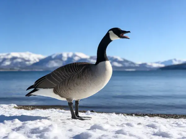 湖边雪地上的加拿大雁姿态