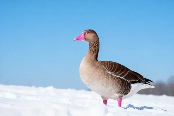 雪地中的粉脚雁站立姿态