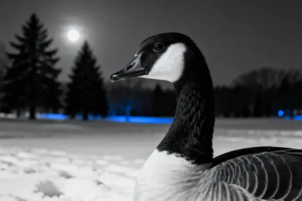 雪地夜色中的加拿大雁