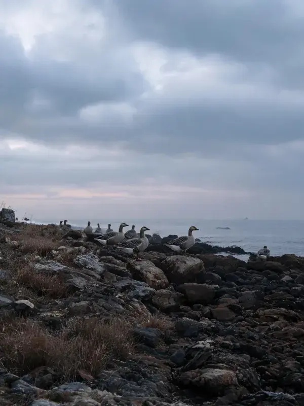 海岸岩石上的灰雁群栖息景象