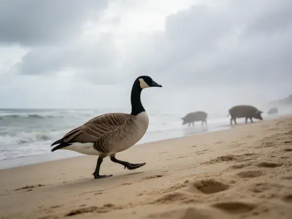 海滩雾境中的加拿大雁与猪群