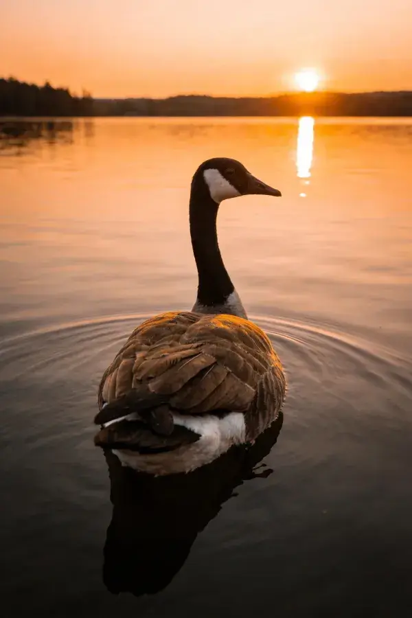加拿大雁在夕阳水面游弋