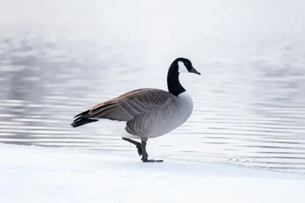 加拿大雁雪地临水行走状态捕捉