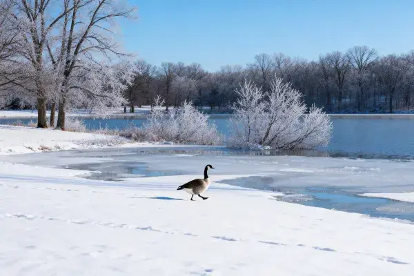 加拿大雁雪地湖边行走