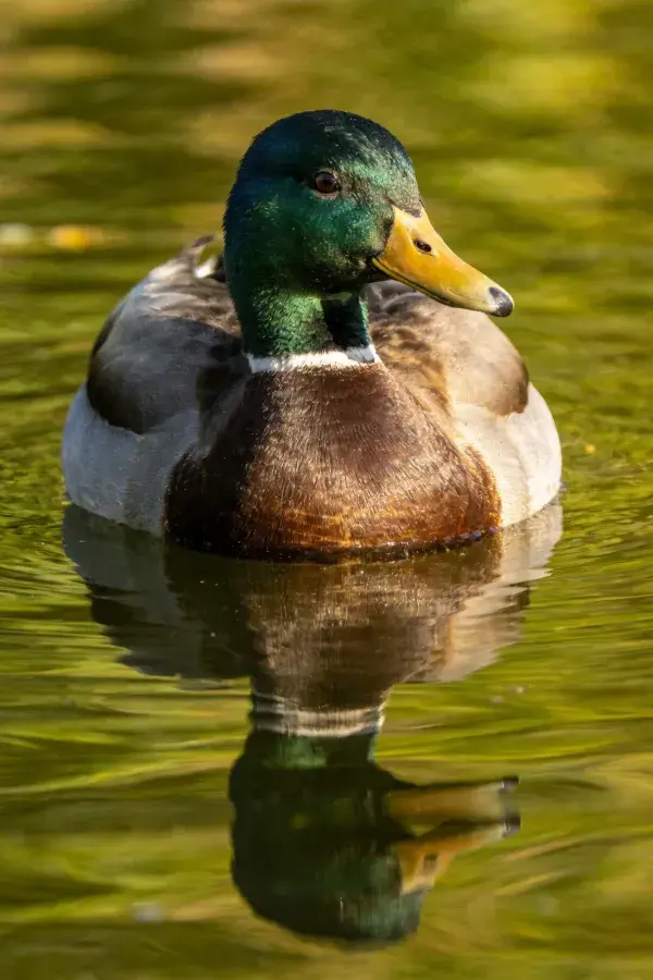 静水之上绿头鸭的光影特写