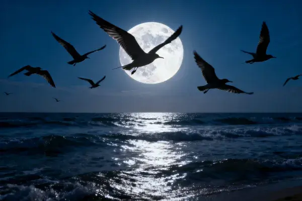 夜晚海滩上飞行的海鸥与满月景观