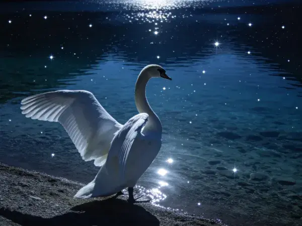 月夜湖畔展翅的白天鹅