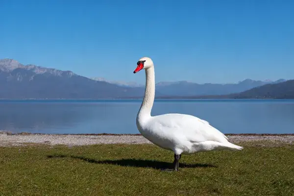 静态姿态的大天鹅湖边特写