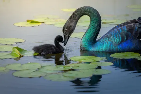 湿地水域中黑天鹅育幼场景