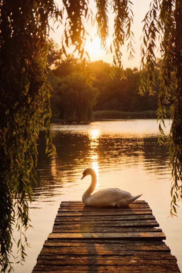 夕阳码头上的疣鼻天鹅场景