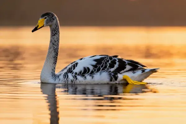 金色余晖下水面游泳的天鹅雁