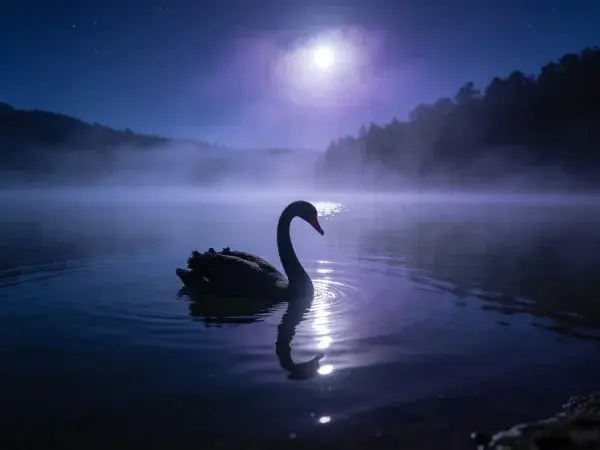 月夜雾中水面上的黑天鹅