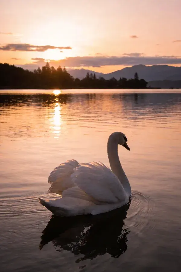 疣鼻天鹅夕阳下湖面游弋场景