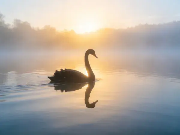 霞光映照下的黑天鹅水面姿态
