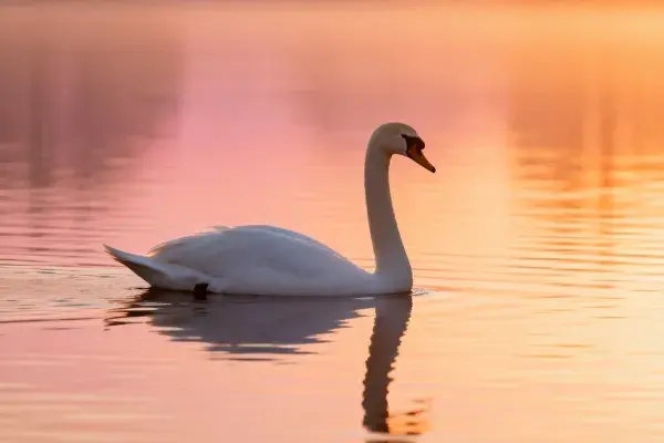 夕落水面上的疣鼻天鹅