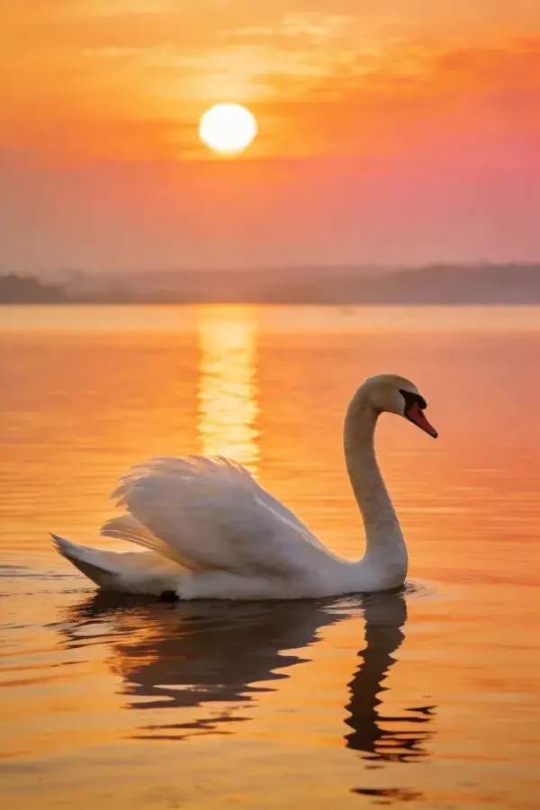 疣鼻天鹅在夕阳下水面游弋的场景