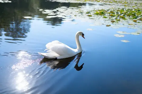 疣鼻天鹅湖面游弋特写