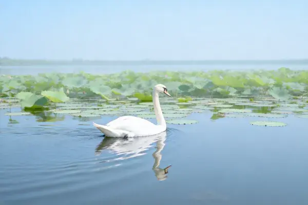 湿地水域中的天鹅游弋景象