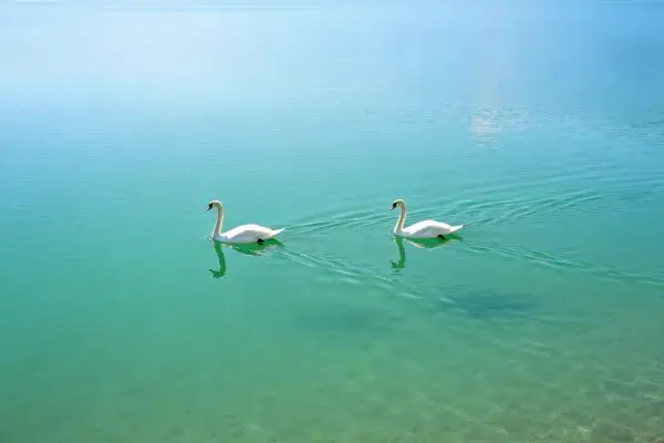 天鹅在碧绿色湖水游动图