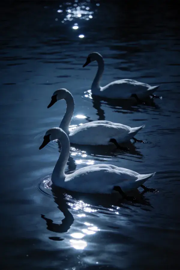 疣鼻天鹅水域夜游场景