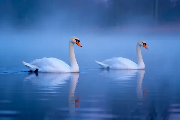 雾中水面疣鼻天鹅游弋景象