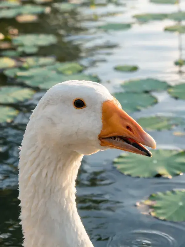 白羽家鹅在水域附近的特写画面