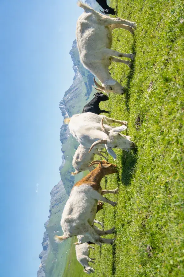 山地草地上岩羊群觅食场景
