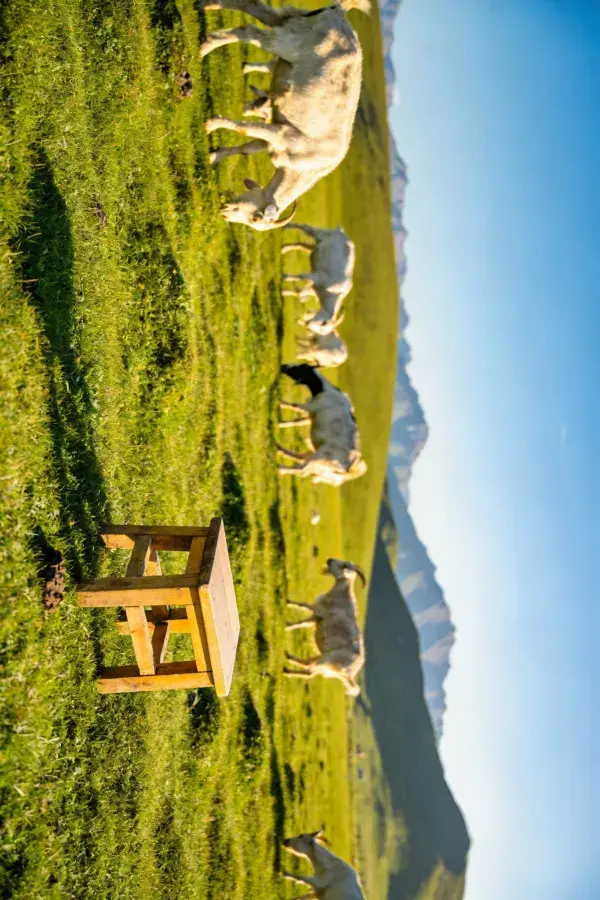 山坡草地山羊觅食场景
