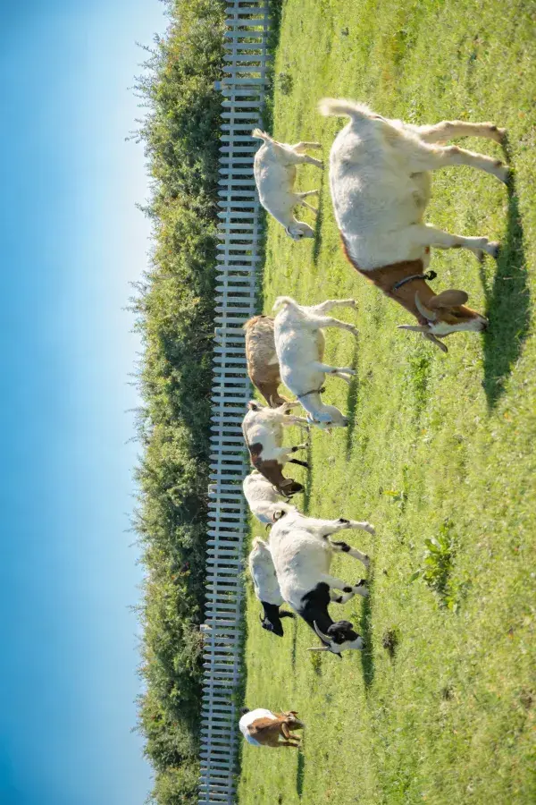 围栏旁草地山羊觅食场景