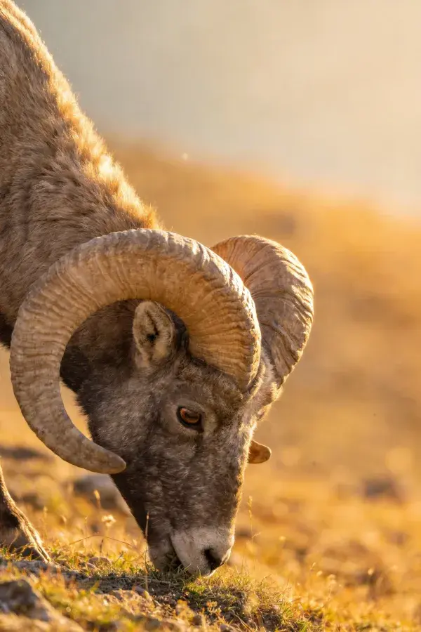 阳光下盘羊低头采食的场景捕捉