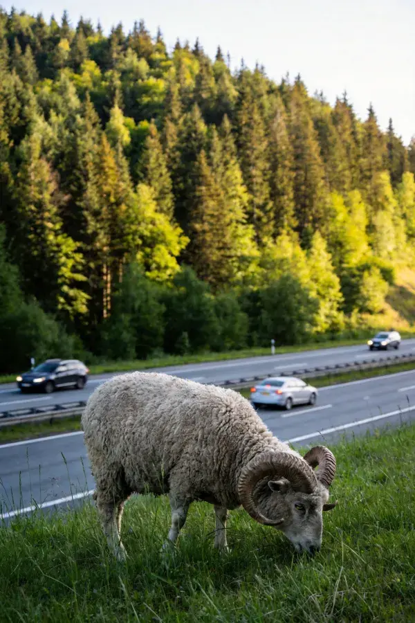 道路边森林下的大角羊觅食场景