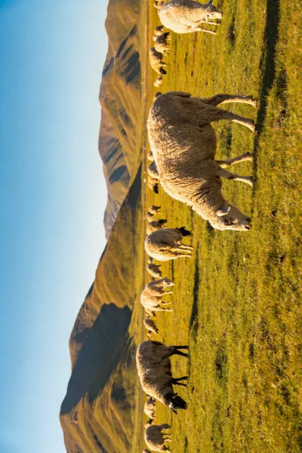 山地草甸上的绵羊群放牧场景