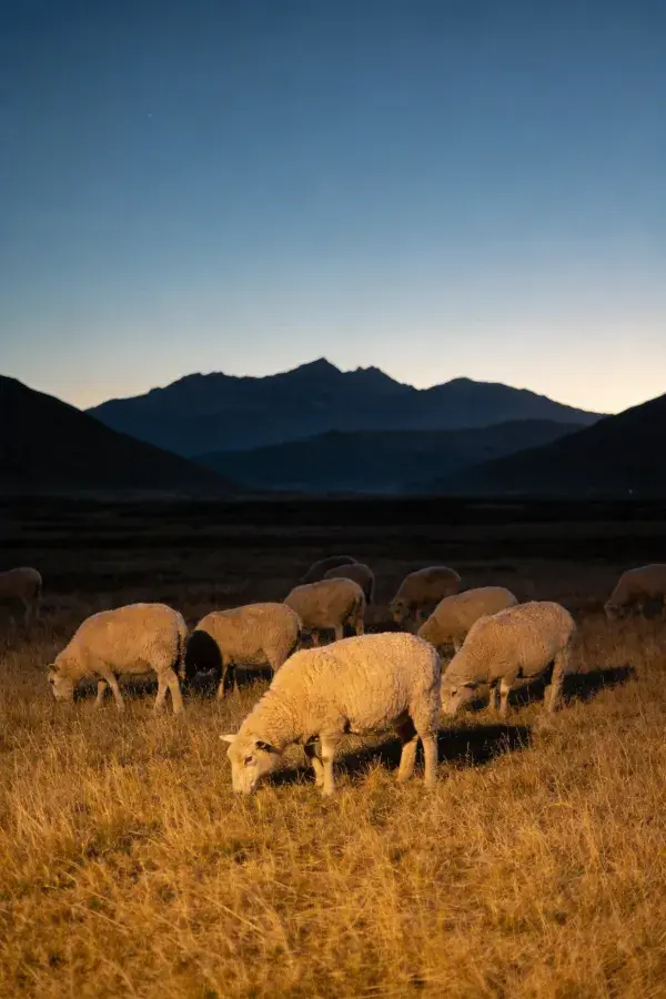 山地草原上的绵羊群放牧场景
