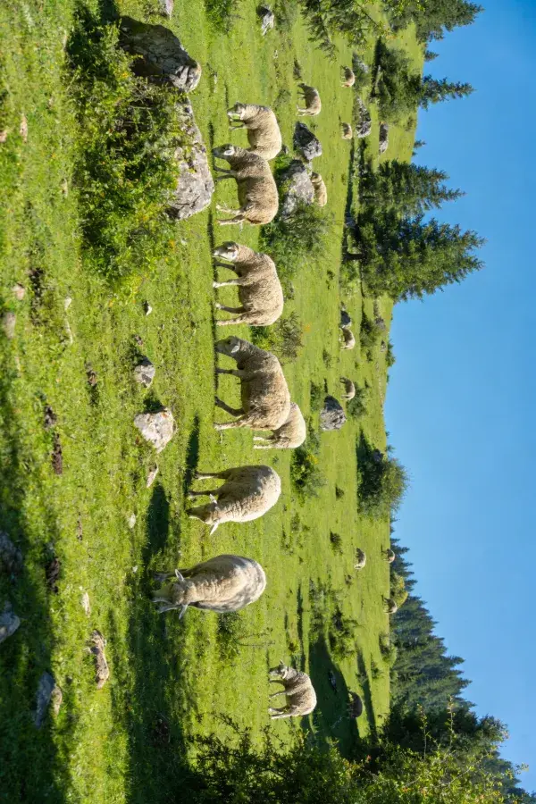 山坡草地绵羊放牧场景
