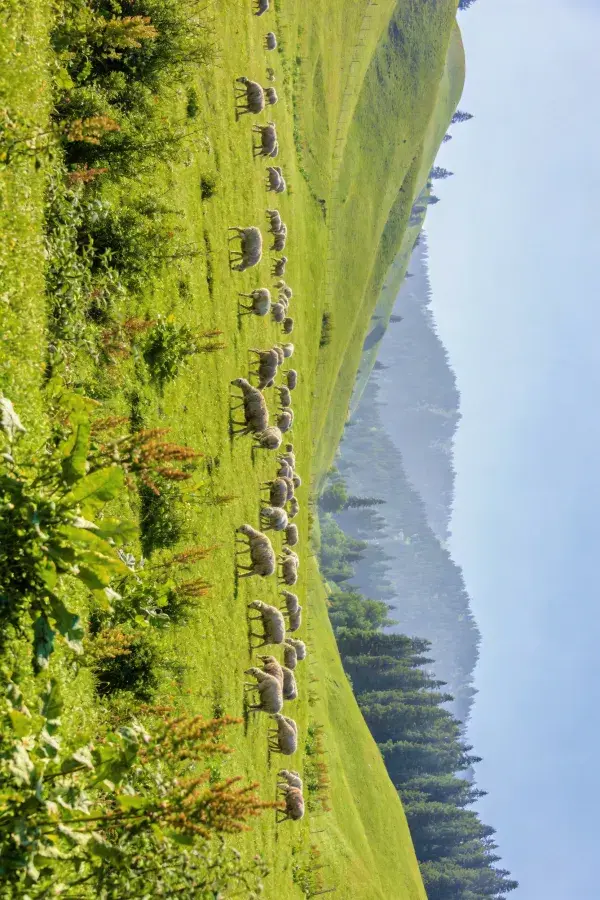 阳光下山坡上的绵羊群放牧场景