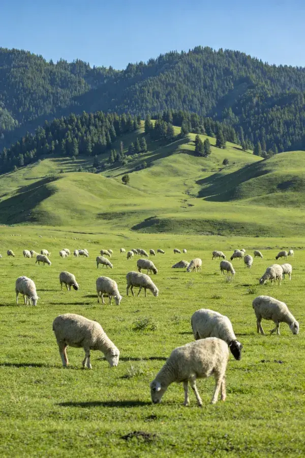 绿色丘陵草地上的绵羊群场景