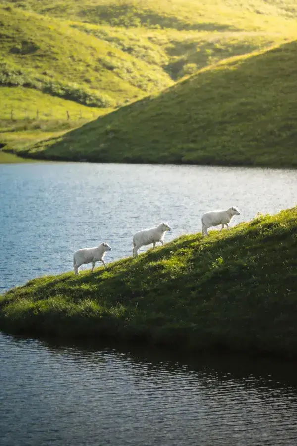 白色绵羊在湖畔草地行走场景