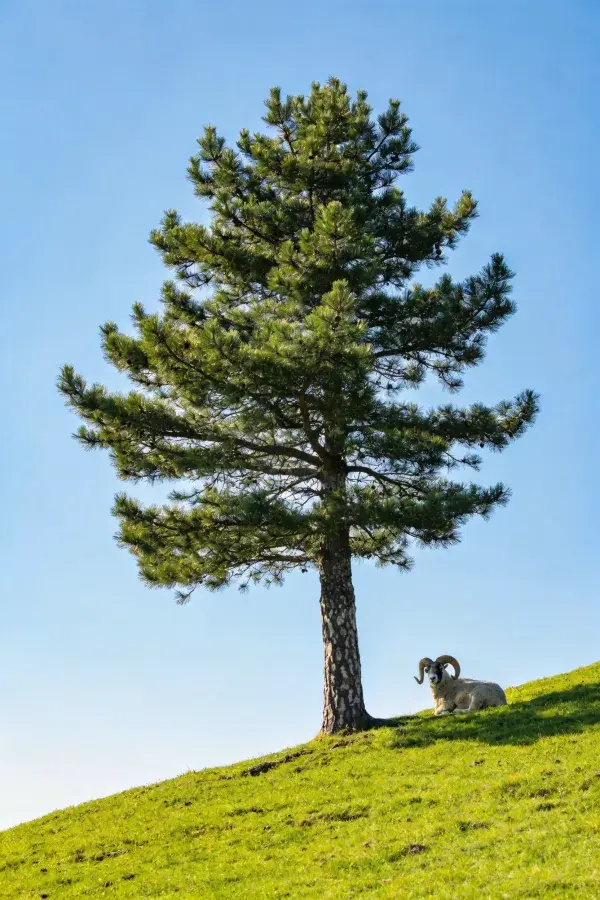 山坡松树下的大角羊休憩场景