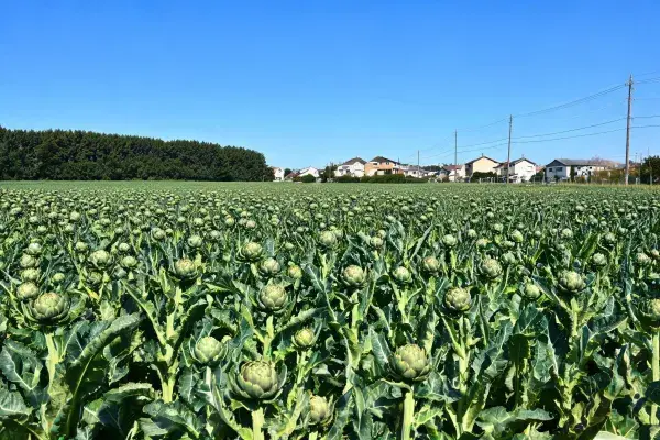 田野中生长的洋蓟种植园景象