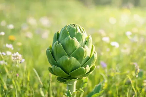 洋蓟花苞特写展现质感