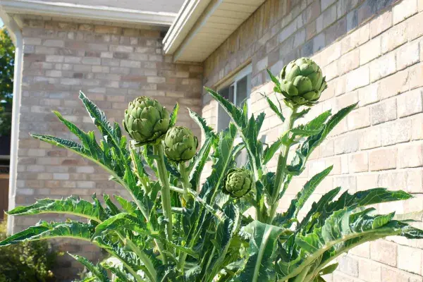 砖房旁生长的洋蓟植株
