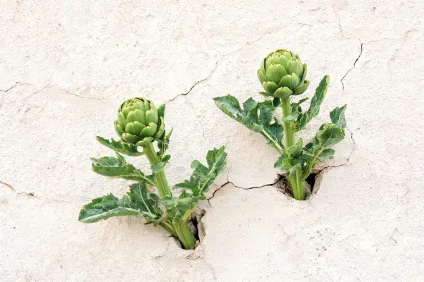 露墙生长的洋蓟植株特写