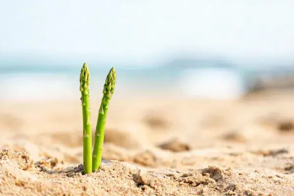 芦笋在沙滩沙地中的生长景象